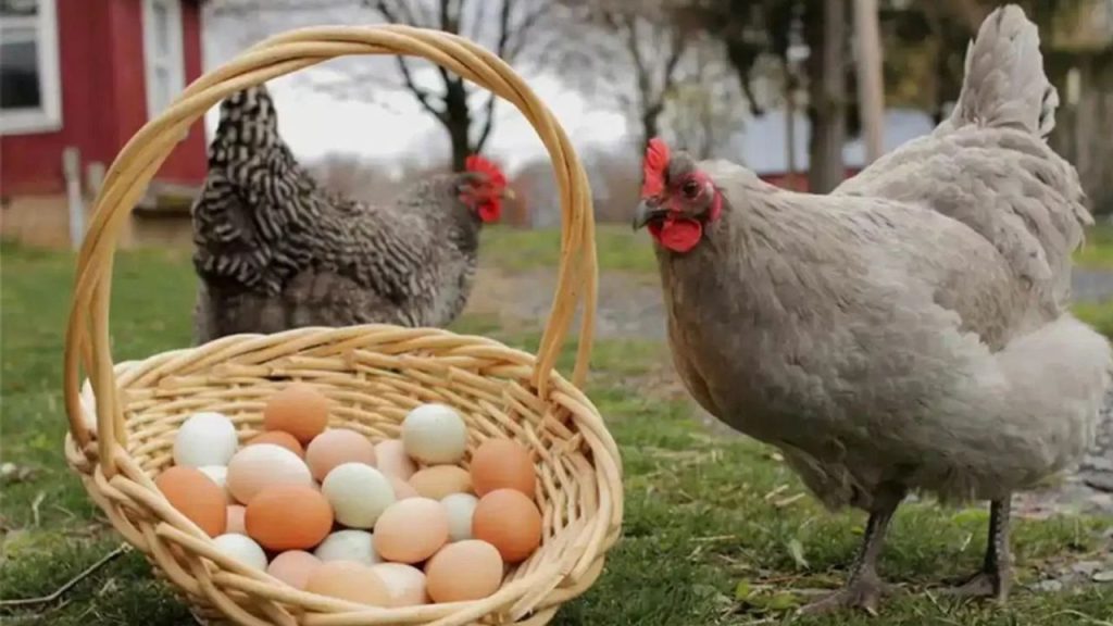 Tavuk eti üretimi artarken yumurta azaldı – Birlik Haber Ajansı
