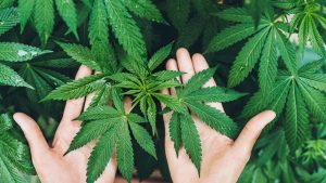 Kenevir yetiştiriciliğinde yeni dönem – Birlik Haber Ajansı